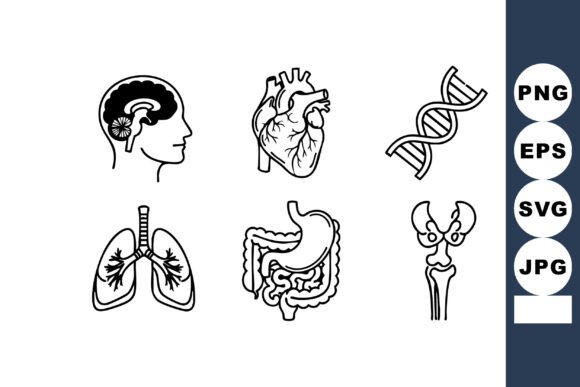 Human Anatomy Icons: Brain & Heart