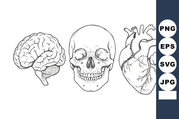 Human Brain Skull and Heart Anatomy Deta Review