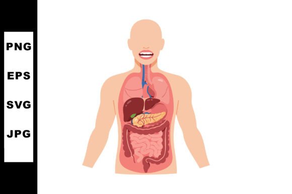 Human Digestive System Anatomy Illustrat