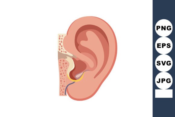 Human Ear Anatomy Vector Illustration