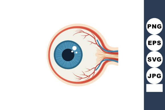 Human Eye Anatomy Cross Section