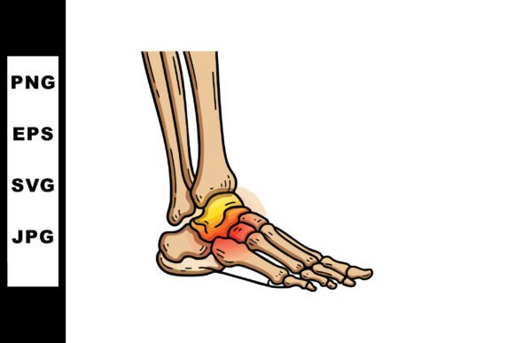 Human Foot Bones Skeletal Anatomy Illust