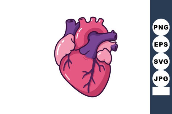 Human Heart Anatomy Illustration with Ve