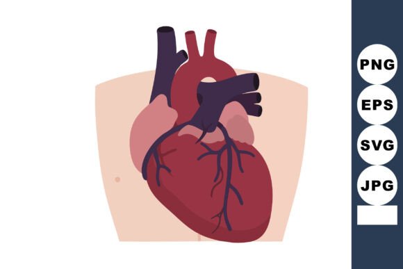 Human Heart Anatomy with Arteries and Ve
