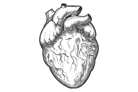 Human Heart Engraving. Anatomy Drawing.