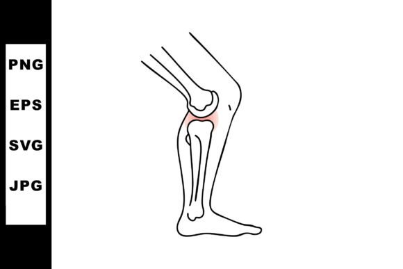 Human Leg Knee Joint Bone Anatomy Medica