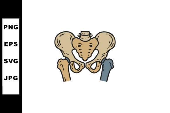 Human Pelvic Bone Anatomy Illustration W
